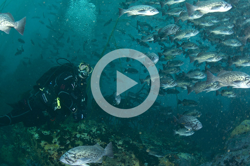 Click for video: Help Save Kelp